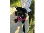 Adopt Thetis a Black Mixed Breed (Large) / Mixed dog in Cincinnati