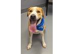 Adopt Wilbur a Tan/Yellow/Fawn - with White Hound (Unknown Type) / Mixed dog in