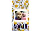 Adopt Novalie a Gray/Blue/Silver/Salt & Pepper Mixed Breed (Medium) / Mixed dog