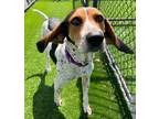 Adopt Lucy a Treeing Walker Coonhound / Mixed dog in Sheboygan, WI (38941762)