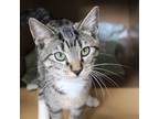Adopt Taurus a Domestic Shorthair / Mixed (short coat) cat in Fayetteville