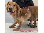 Adopt Nona 7365 a Tan/Yellow/Fawn Golden Retriever / Mixed dog in Brooklyn