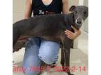 Adopt Grey 7645 a Black Greyhound / Mixed dog in Brooklyn, NY (38945769)