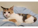 Adopt Marie a Domestic Shorthair / Mixed (short coat) cat in Fremont