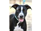 Adopt Dallas a Black Labrador Retriever / Mixed dog in San Antonio