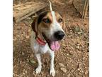 Adopt Frost a English (Redtick) Coonhound / Hound (Unknown Type) / Mixed dog in