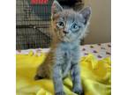Adopt Minnie Mae AP a Gray or Blue Domestic Shorthair / Mixed cat in Cincinnati