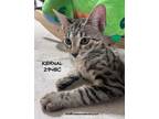 Adopt Kernal a Domestic Shorthair / Mixed (short coat) cat in Spring
