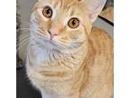Adopt Orange Crush - Bonded Buddy W/ Beast a Domestic Shorthair / Mixed cat in