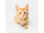 Adopt Niko a Orange or Red Domestic Mediumhair / Mixed cat in Minneapolis
