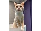 Adopt Ceres a Domestic Shorthair / Mixed cat in Norman, OK (38919088)