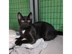 Adopt Jammin Jalapeno a All Black Domestic Shorthair / Mixed cat in Shawnee
