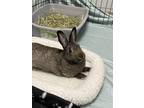 Adopt Rosemary *bonded To Cayenne* a Dwarf / Mixed rabbit in Victoria