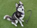 Adopt Lexi a Siberian Husky / Mixed dog in Oceanside, CA (38944621)