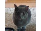 Adopt Asher a Gray or Blue Domestic Shorthair / Mixed cat in Madison