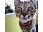 Adopt Poppy Green a Brown Tabby Domestic Shorthair (short coat) cat in St.