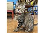 Adopt Rose Red a Brown Tabby Domestic Shorthair (short coat) cat in St.