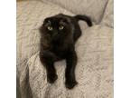 Adopt Jack a All Black Domestic Longhair / Mixed cat in Bountiful, UT (38922387)