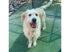 Adopt Beau a White Giant Schnauzer / Mixed dog in El Paso, TX (38944224)