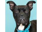 Adopt Diva a Black Boxer / Mixed dog in Merriam, KS (38917841)