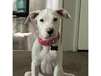 Adopt Cloud a White - with Tan, Yellow or Fawn Dogo Argentino / Pit Bull Terrier