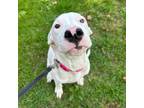Adopt Meadow a White - with Tan, Yellow or Fawn Dogo Argentino / Pit Bull