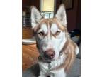 Adopt Junebug a White - with Brown or Chocolate Husky / Mixed dog in St.