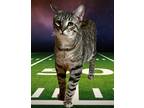 Adopt Yuno - In Foster a Domestic Shorthair / Mixed cat in Birdsboro