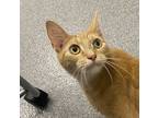 Adopt Ginger a Domestic Shorthair / Mixed cat in Sheboygan, WI (38943219)