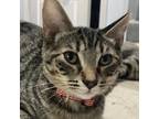 Adopt Rose a Gray, Blue or Silver Tabby Tabby / Mixed (short coat) cat in