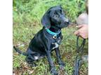 Adopt Sissy a Black Pointer / Labrador Retriever / Mixed dog in Fayetteville