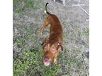 Adopt Bruno 24498 a Brown/Chocolate Doberman Pinscher / Mixed Breed (Large) /