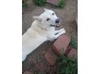 Adopt Bridger a White German Shepherd Dog / Husky / Mixed dog in Pueblo