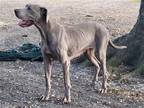 Adopt Hazel a Gray/Blue/Silver/Salt & Pepper Great Dane / Mixed dog in Jupiter