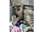 Adopt Miss Bea Haven a Gray or Blue Domestic Shorthair / Domestic Shorthair /