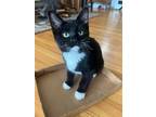 Adopt Pitch a Black & White or Tuxedo Domestic Shorthair / Mixed (short coat)