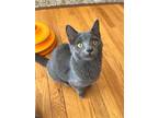 Adopt Treble a Gray or Blue Domestic Shorthair / Mixed (short coat) cat in