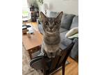 Adopt Trill a Gray, Blue or Silver Tabby Domestic Shorthair / Mixed (short coat)