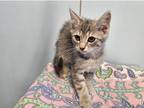Adopt Blossom a Domestic Shorthair / Mixed cat in Waynesville, NC (38941578)