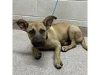 Adopt Chicken a Brown/Chocolate Black Mouth Cur / Mixed dog in Ardmore