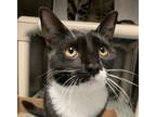 Adopt Geometry - In Foster a Domestic Mediumhair / Mixed cat in Birdsboro