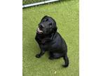 Adopt Damselfish a Black Labrador Retriever / Mixed dog in Hutchinson