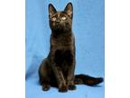 Adopt Brody a All Black Domestic Shorthair / Domestic Shorthair / Mixed cat in