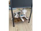 Adopt Billy the Kid a White - with Gray or Silver Catahoula Leopard Dog /