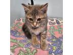 Adopt Buttercup a Domestic Shorthair / Mixed cat in Waynesville, NC (38941577)