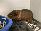 Adopt Brownie a Guinea Pig small animal in Brooklyn, NY (38941735)