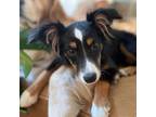 Adopt Sammy a Australian Shepherd / Mixed dog in Staten Island, NY (38941713)