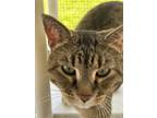 Adopt Foxy a Domestic Shorthair / Mixed (short coat) cat in Crystal Lake