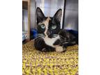 Adopt Popsicle a Calico or Dilute Calico Domestic Shorthair / Mixed (short coat)