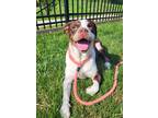 Adopt Lemon a Brown/Chocolate Mixed Breed (Large) / Mixed dog in Fallston
